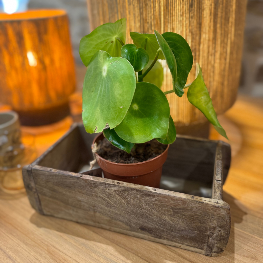 Moule à brique en bois recyclé